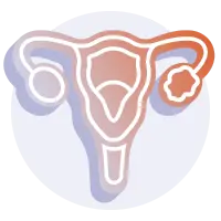 Illustration graphic of the female reproductive system